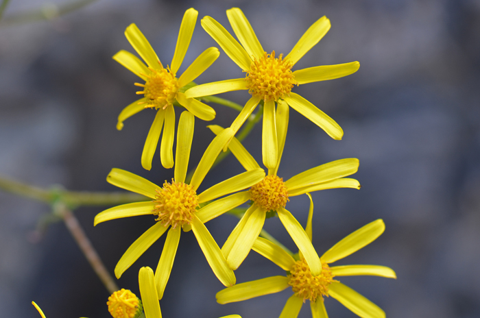 Lemmon's Ragwort has showy bright yellow flowers that bloom from February to May or later with sufficient monsoon rainfall. Lemmon’s Ragwort is similar superficially in appearance to Threadleaf Ragwort and Smooth Threadleaf Ragwort. Senecio lemmonii 